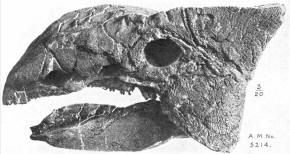 Ankylosaurus skull