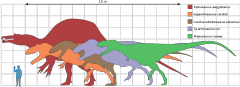 Carcharodontosaurus scale