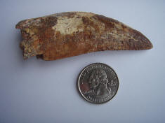 Carcharodontosaurus tooth