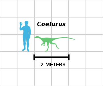 Coelurus