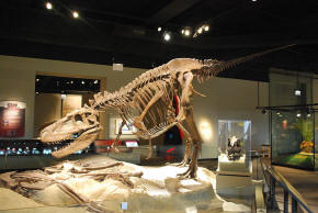 Daspletosaurus