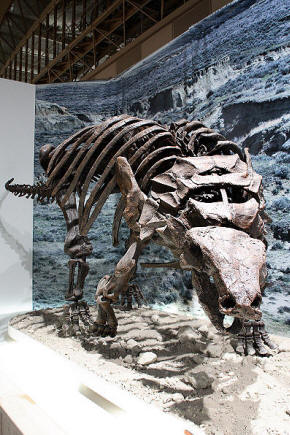 Edmontonia