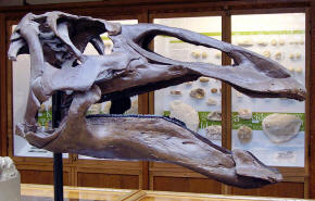 Edmontosaurus skull