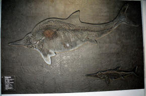 Ichthyosaur