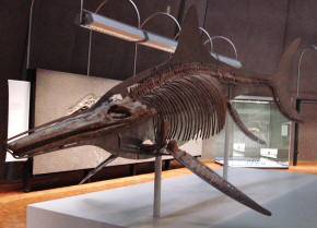 Ichthyosaur