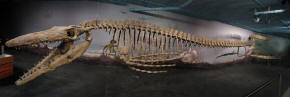 Mosasaur Tylosaurus