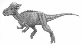 Pachycephalosaurus