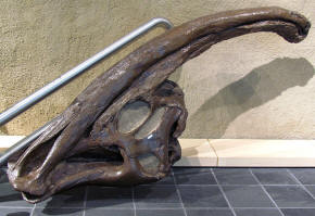 Parasaurolophus skull