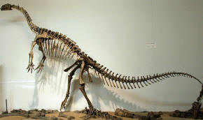 Plateosaurus