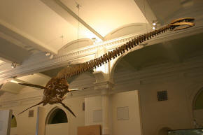 Plesiosaur