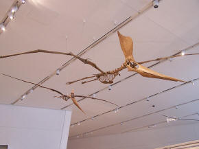 Pterosaur