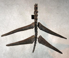 Stegosaurus thagomizer