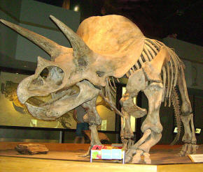 Triceratops