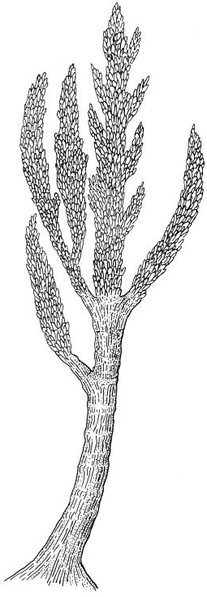 Prototaxites