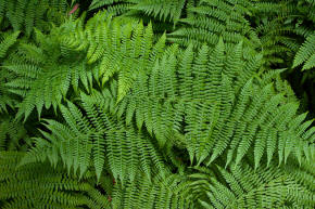 Fern