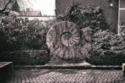 Large Ammonite