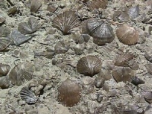 Brachiopod