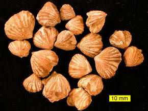 Brachiopod Rhynchotrema